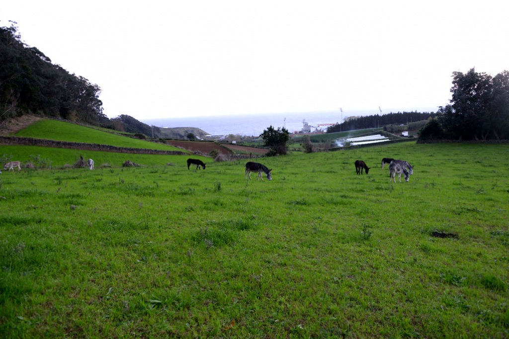 PRE-ORDER for CRUELTY FREE Donkey Milk:  USDA Organic from Azores Islands