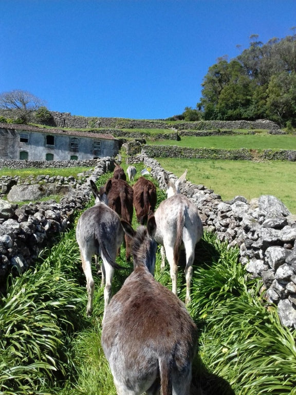 Pre-order for DECEMBER: CRUELTY FREE, USDA Organic Donkey Milk from Azores Islands
