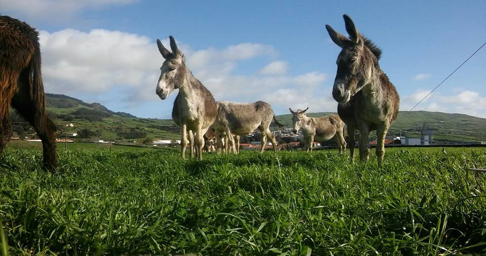 Pre-order for MARCH: CRUELTY FREE, USDA Organic Donkey Milk from Azores Islands